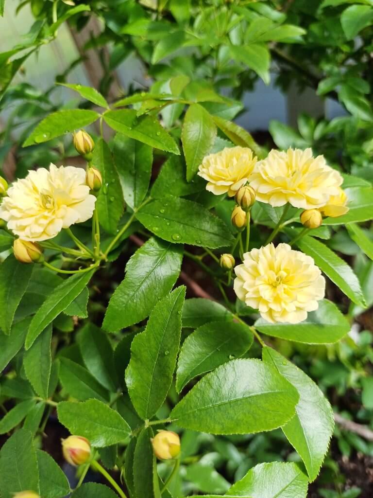 Rosa banksiae ‘Lutea’